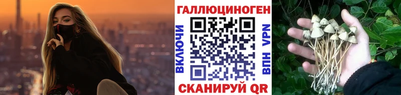 Псилоцибиновые грибы Cubensis сайты даркнета как зайти Сортавала даркнет сайт